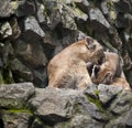 Cute mountain lioness Puma concolor also commonly known as the cougar, mountain lion, panther, or catamount and kitten