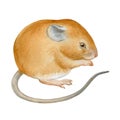 Cute mouse, hand drawn watercolor stock illustration isolated on white. Eastern symbol of the new 2020 year