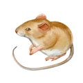 Cute mouse, hand drawn watercolor stock illustration isolated on white. Eastern symbol of the new 2020 year