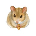 Cute mouse, hand drawn watercolor stock illustration isolated on white. Eastern symbol of the new 2020 year