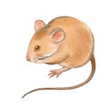 Cute mouse, hand drawn watercolor stock illustration isolated on white. Eastern symbol of the new 2020 year