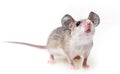 Cute mouse Royalty Free Stock Photo