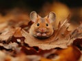 A cute mouse is sitting on a brown leaf in autumn Royalty Free Stock Photo