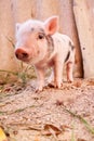 Cute muddy piglet on the farm Royalty Free Stock Photo