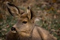 Cute Mule Deer Doe Closeup Royalty Free Stock Photo