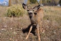 Cute Mule Deer Fawn in Field Royalty Free Stock Photo