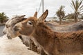 Cute mule or donkey in Fuerteventura, Spain