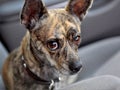 Brindle dog looking at camera