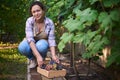 Cute multiethnic woman picking grapes in organic vineyard of a suburban summer cottage, smiles while looking at camera