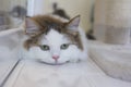 Cute Munchkin cat in white and brown hair color Royalty Free Stock Photo