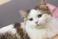 Cute Munchkin cat in white and brown hair color Royalty Free Stock Photo