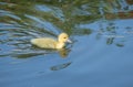 Muscovy Duckling Swimming in a Pond 2