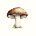 Mushroom watercolor ingredient