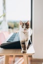 A cute musician cat with bell standing on the piano keys. Happy cat looking at camera, Cute pet.