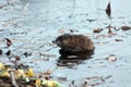 Cute muskrat swimming in the lake close up portrait Royalty Free Stock Photo