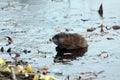 Cute muskrat swimming in the lake close up portrait Royalty Free Stock Photo