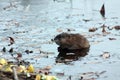 Cute muskrat swimming in the lake close up portrait Royalty Free Stock Photo