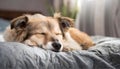 A cute mutt dog sleeping on the bed. Dog sleeping at home on the bed