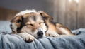 A cute mutt dog sleeping on the bed. Dog sleeping at home on the bed