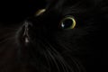 Cute muzzle of a black cat Royalty Free Stock Photo