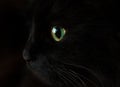 Cute muzzle of a black cat Royalty Free Stock Photo