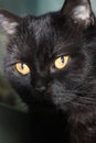 Cute muzzle black cat with yellow eyes close-up Royalty Free Stock Photo