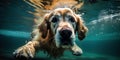 cute muzzle of Cocker Spaniel breed dog swimming in the water Royalty Free Stock Photo