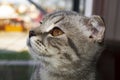 Cute muzzle gray Scottish fold cat Royalty Free Stock Photo