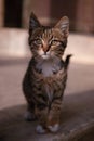 Cute muzzy lovely kitten gray cat is looking with interest on photographer. Black and white street glamorous black cat. Baby cat