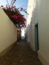 Cute narrow street in Calasetta, Sardinia Italy