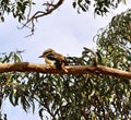 Cute native Australian kookaburra bird sitting on a tree branch with green leaves on sunny day Royalty Free Stock Photo