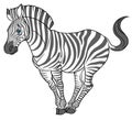 Cute naturalistic zebra