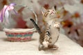 Cute naughty kitten plays and jumps on the bed. beautiful kitten