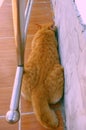 Cute, naughty yellow cat lying face down