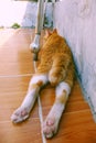 Cute, naughty yellow cat lying face down