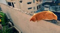 Cute, naughty yellow cat lying on the wall and looking down