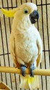 A cute nd talking parrot in the cage Royalty Free Stock Photo