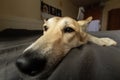 Cute neb of calm dog lying on bed