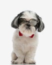 cute nerd shih tzu wearing red bow tie and glasses Royalty Free Stock Photo