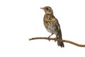 Cute nestling thrush fieldfare sitting on a branch