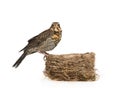 Cute nestling thrush fieldfare sitting on the nest