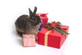 Cute netherland dwarf rabbit with gift boxes. Royalty Free Stock Photo