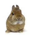 Netherland dwarf rabbit isolated white background Royalty Free Stock Photo