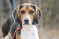 Cute Beagle dog with floppy ears