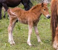 Cute new born foal in Royalty Free Stock Photo