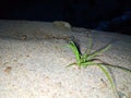 Cute new born plant on Sand Royalty Free Stock Photo