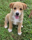 Cute New Guinea Singing Dog puppy with white markings