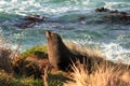 Cute New Zealand seal in green grass with sea in background Royalty Free Stock Photo