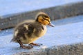 cute newbord mallard duckling