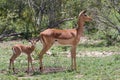 Cute newborn baby impala Aepyceros melampus guarded by its nervous mother